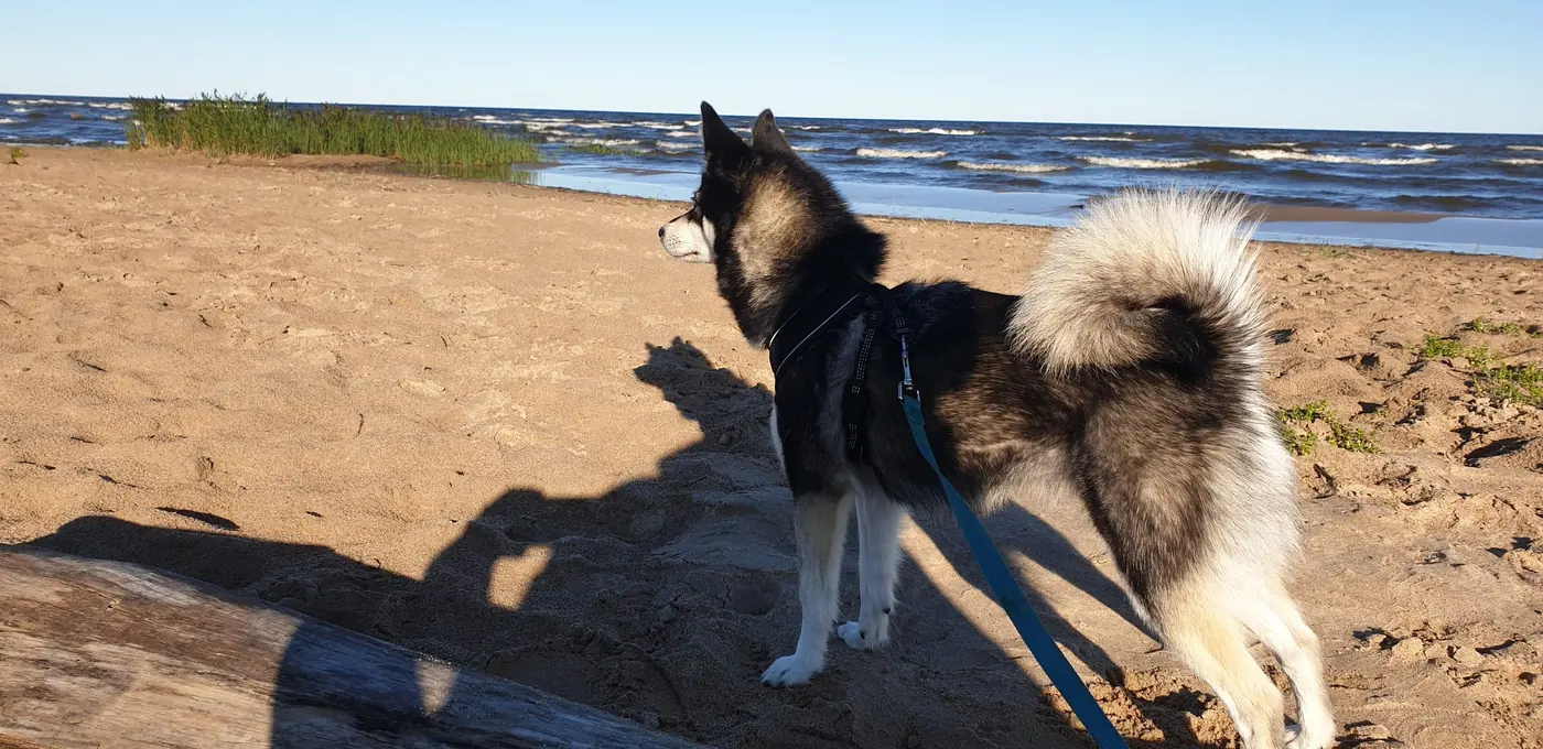 Skadi seisoo rantahiekalla ilta-auringossa, omistajan varjo hiekalla vieressä